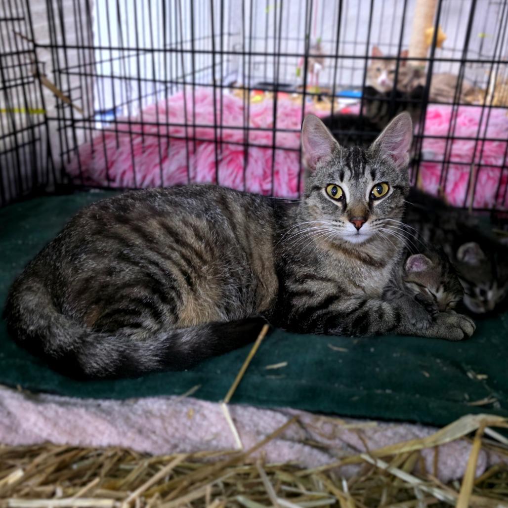 Enlarge Meowstiff, a Adoptable Domestic Short Hair in Clarksville, TN image 2/4