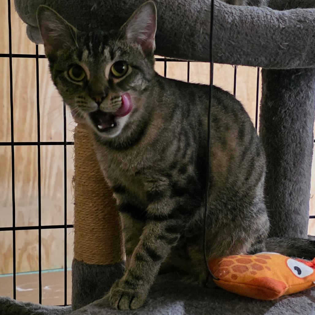 Enlarge Nyala (Meowstiff), a Adoptable Domestic Short Hair in Clarksville, TN image 6/6