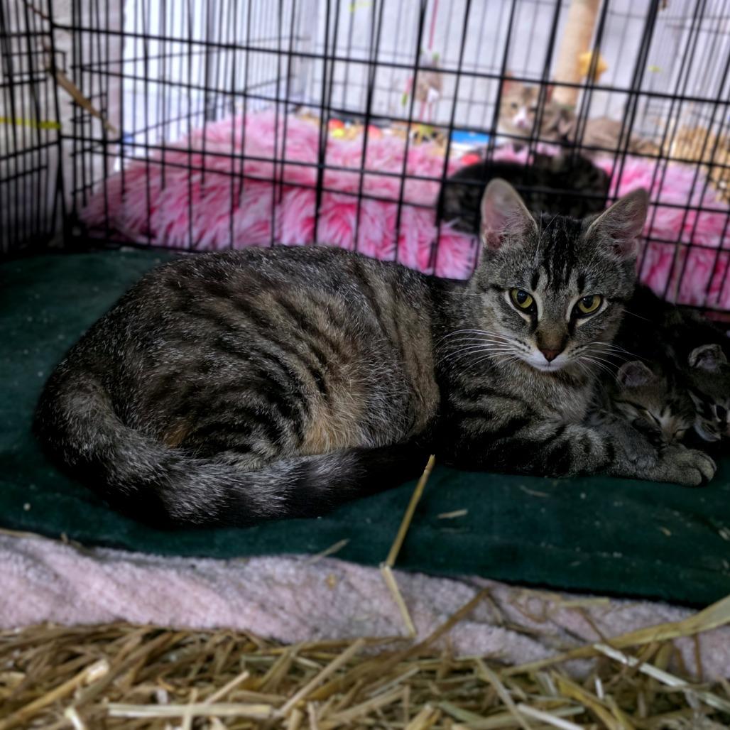 Enlarge Meowstiff, a Adoptable Domestic Short Hair in Clarksville, TN image 3/4