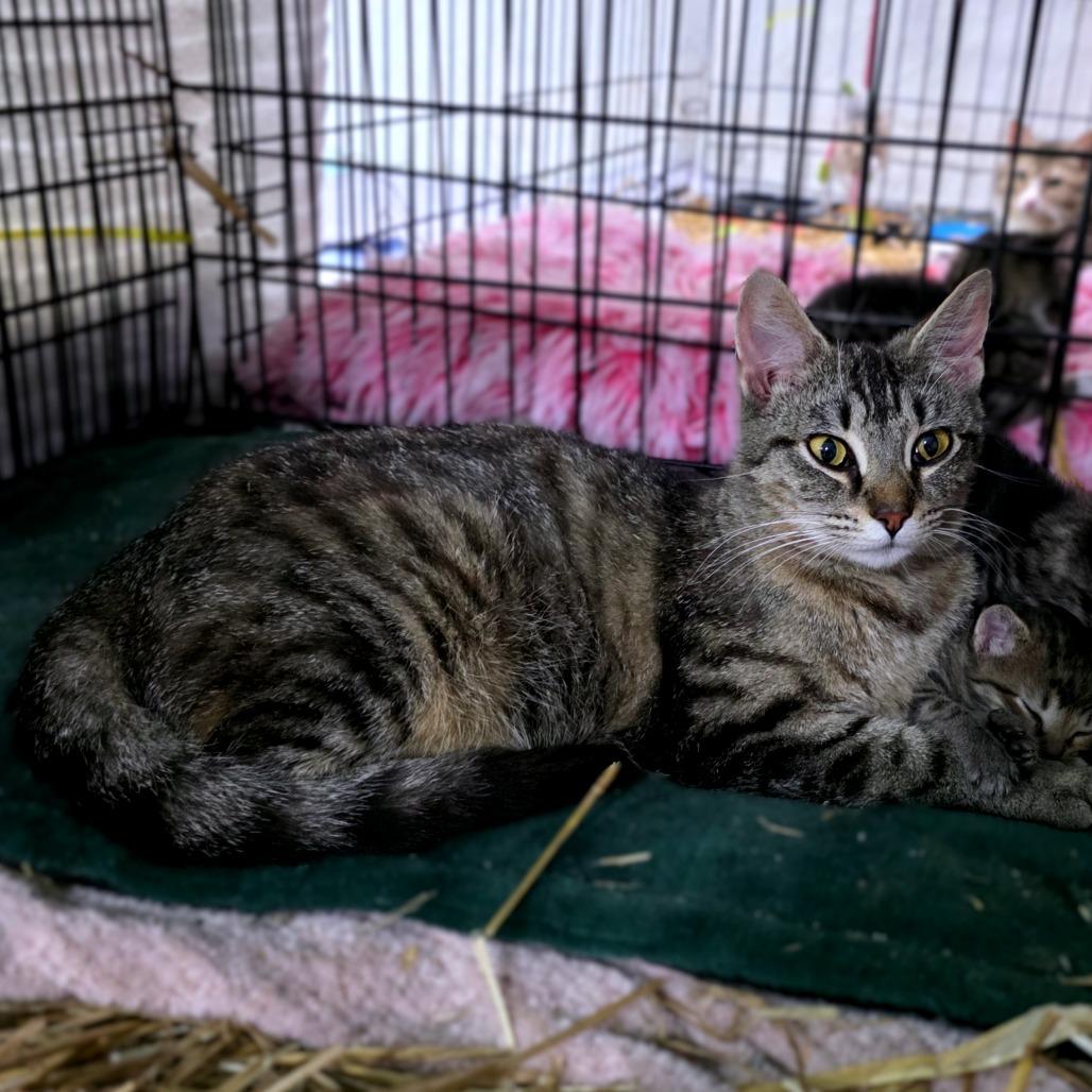 Enlarge Meowstiff, a Adoptable Domestic Short Hair in Clarksville, TN image 4/4