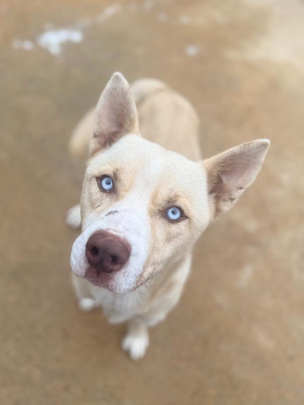 Koda 25D-322, Adoptable, Adult Male Husky.