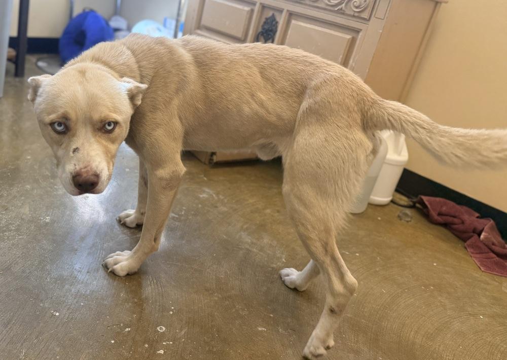 Enlarge Koda 25D-322, a Adoptable mixed breed in Corinth, MS image 2/2