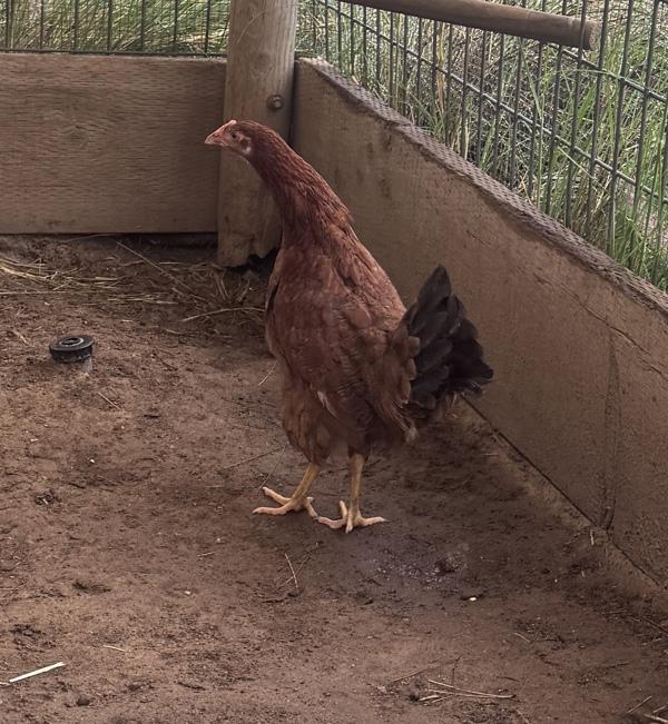 Noba, Adoptable, Young Male Chicken.
