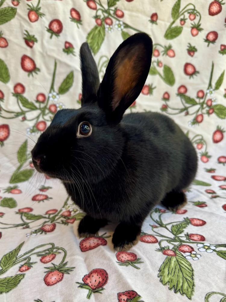 Gale, Adoptable, Baby Female English Spot.