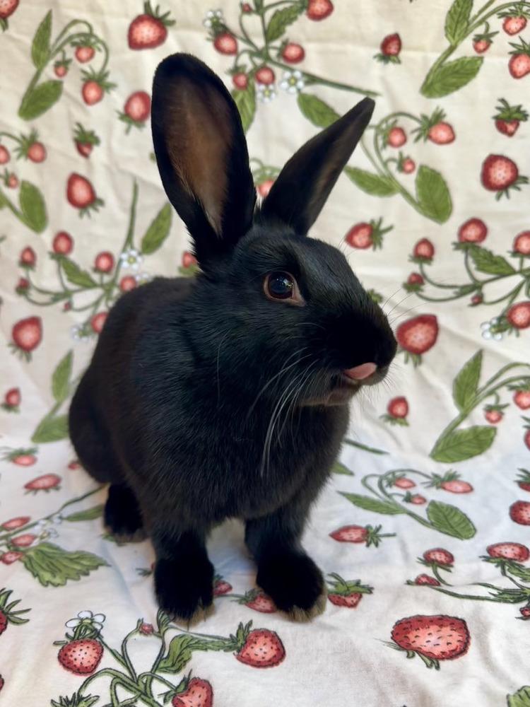 Gale, Adoptable, Baby Female English Spot.