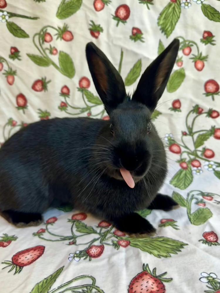 Gale, Adoptable, Baby Female English Spot.