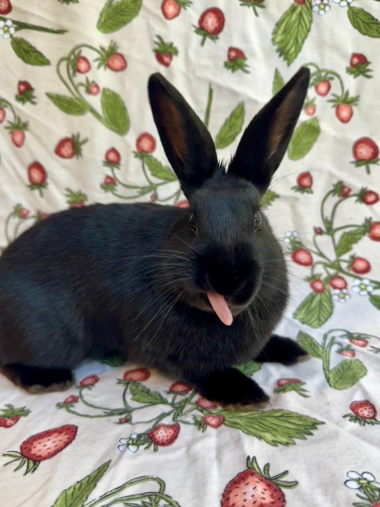 Gale, Adoptable, Baby Female English Spot.