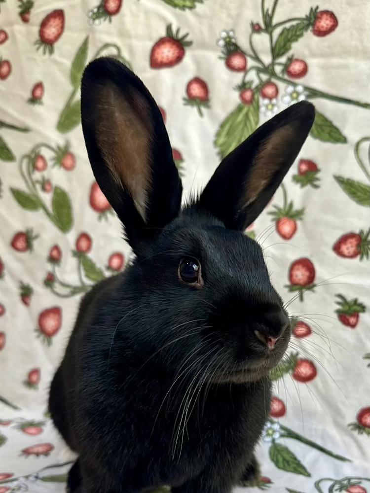 Enlarge Gale, a Adoptable mixed breed in Gainesville, FL image 3/6