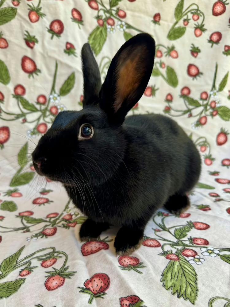 Enlarge Gale, a Adoptable mixed breed in Gainesville, FL image 4/6