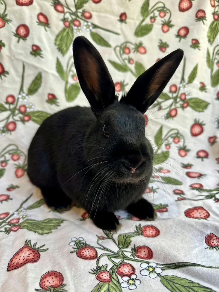 Enlarge Gale, a Adoptable mixed breed in Gainesville, FL image 5/6