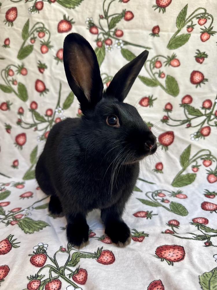 Enlarge Gale, a Adoptable mixed breed in Gainesville, FL image 5/6