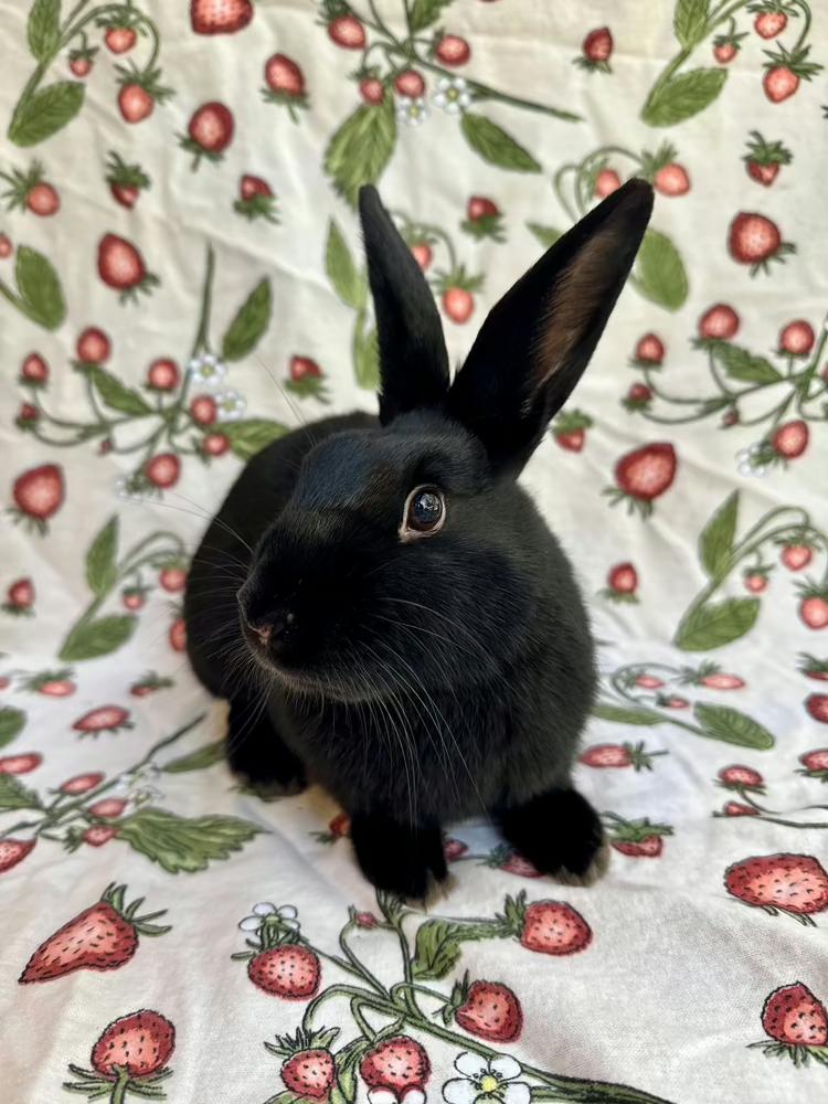 Enlarge Gale, a Adoptable mixed breed in Gainesville, FL image 6/6