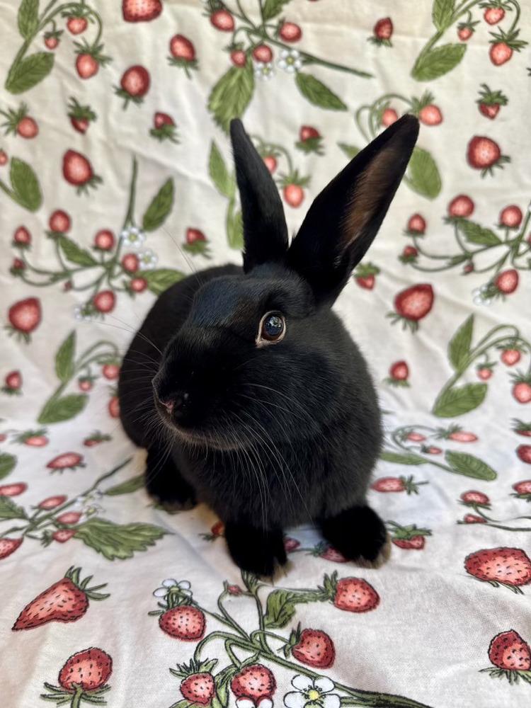 Enlarge Gale, a Adoptable mixed breed in Gainesville, FL image 6/6