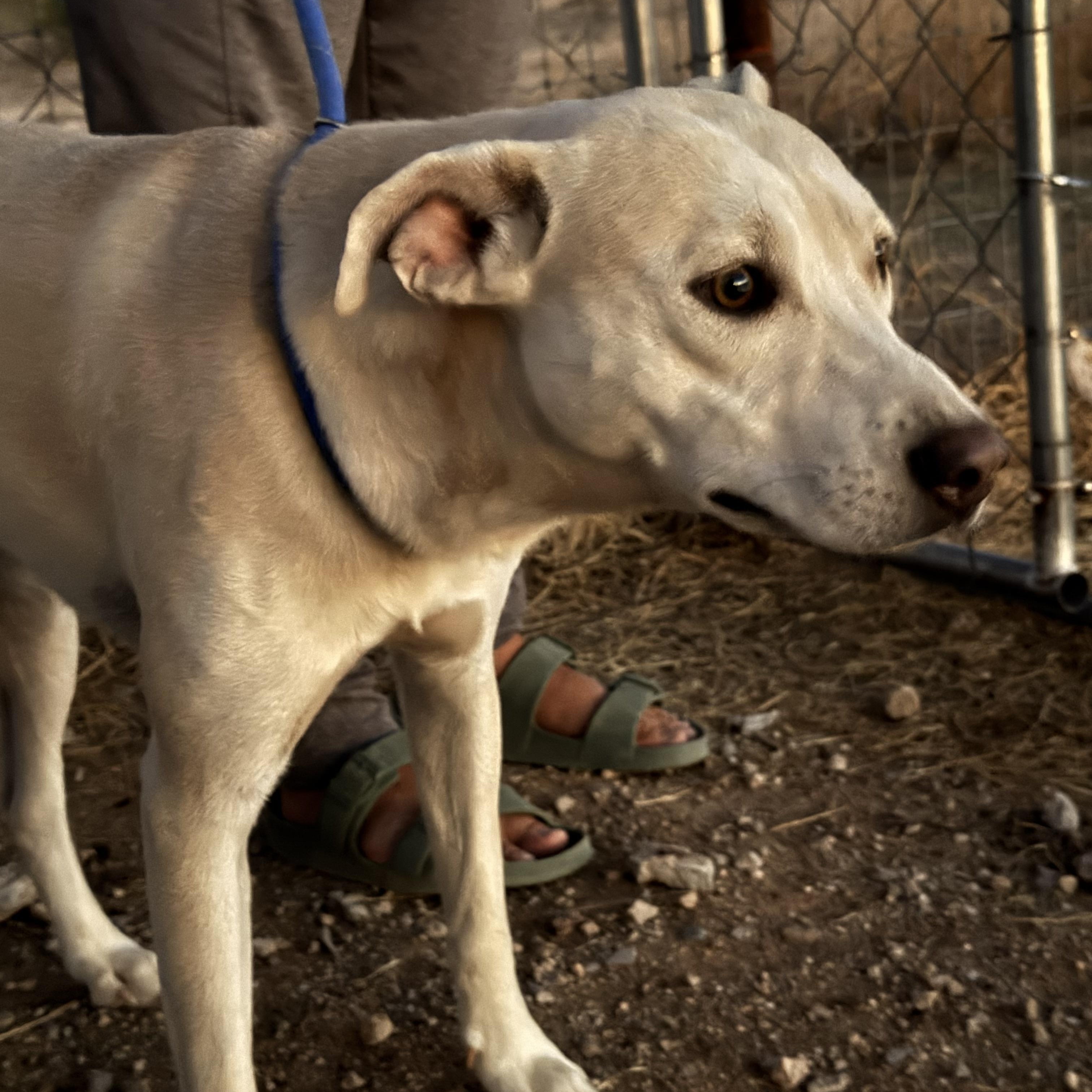 Orbit, Adoptable, Adult Male Yellow Labrador Retriever & Pit Bull Terrier.