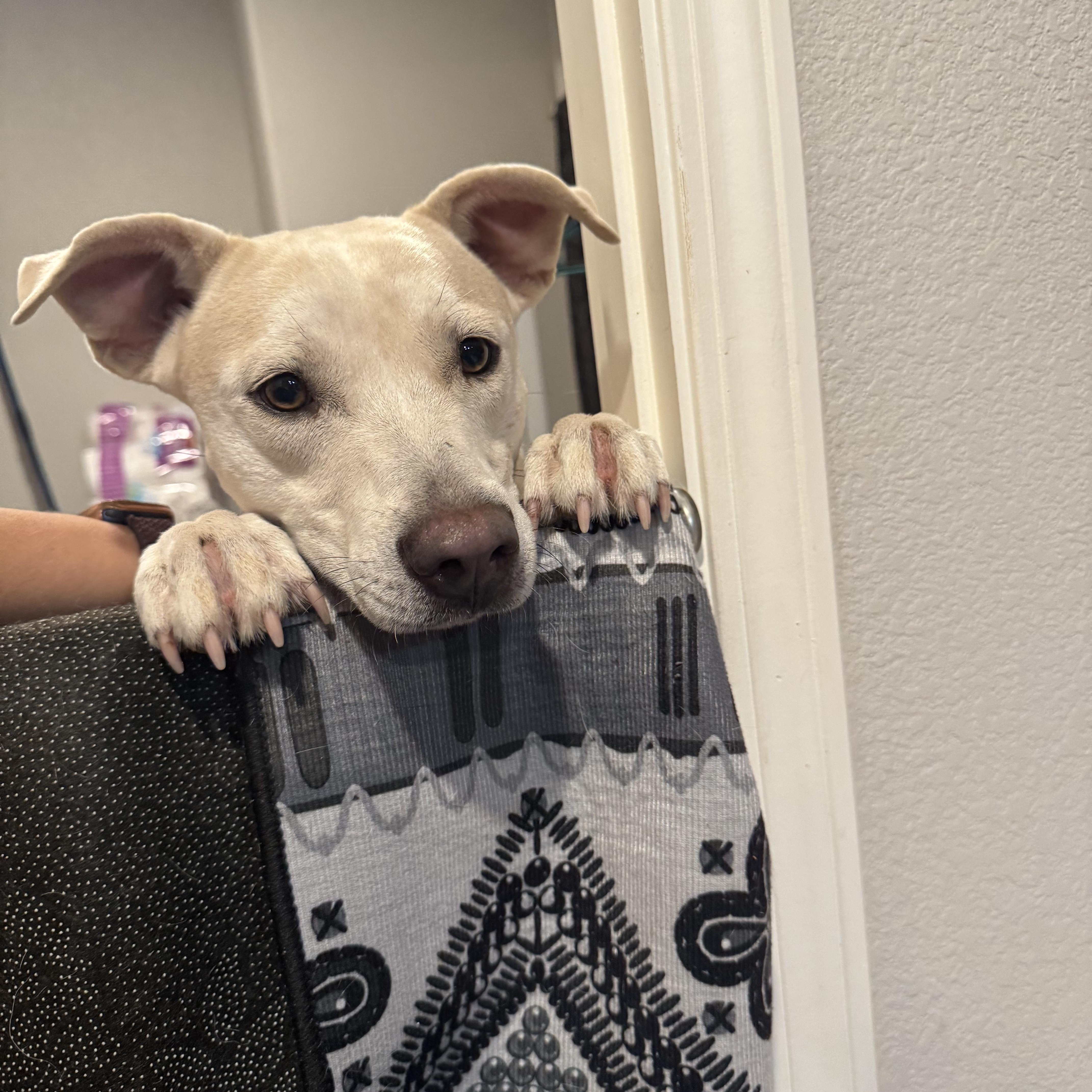 Enlarge Orbit, a Adoptable mixed breed in Tonopah, AZ image 2/2