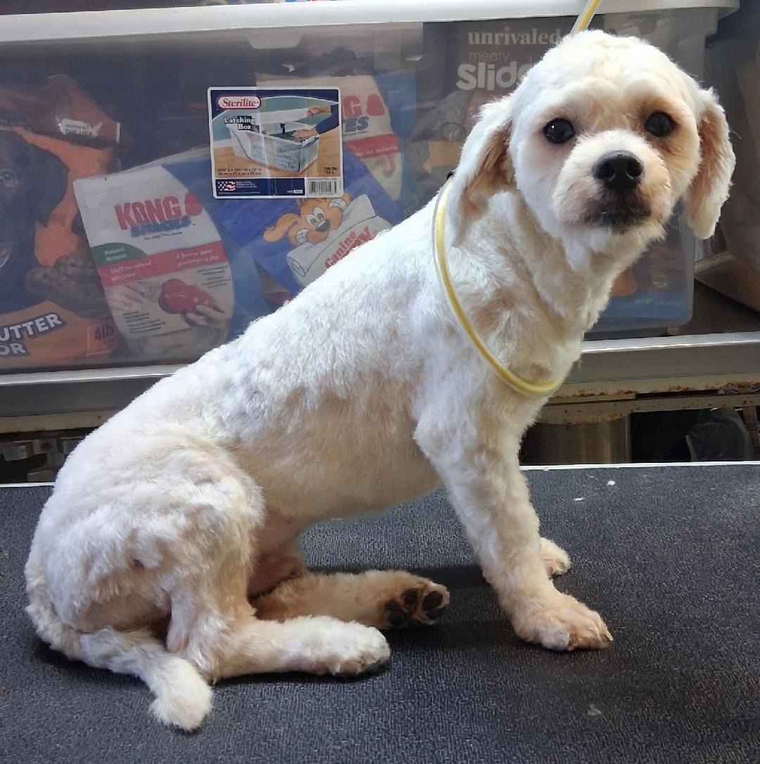 26-098, Adoptable, Adult Male Maltese & Shih Tzu.