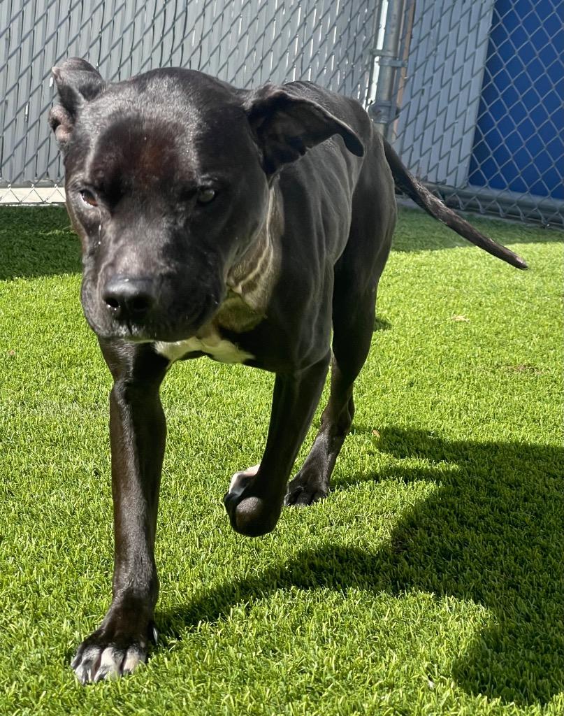 Brianna, a Adoptable mixed breed in Frankfort, KY image 1/2