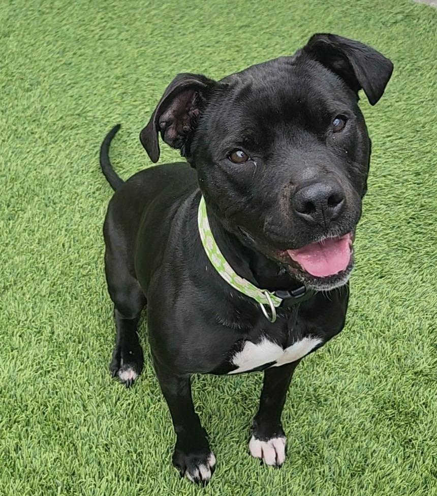 Enlarge Brianna, a Adoptable mixed breed in Frankfort, KY image 1/3