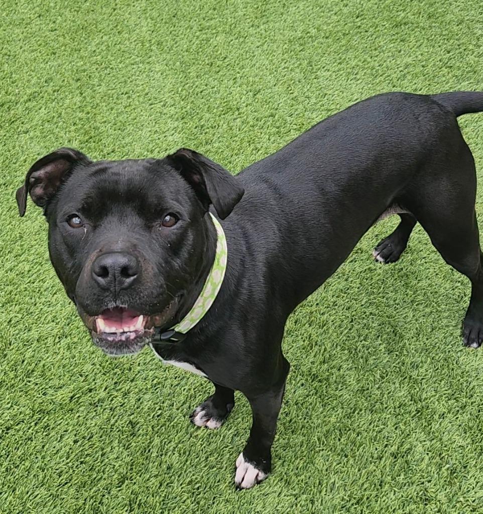 Enlarge Brianna, a Adoptable mixed breed in Frankfort, KY image 2/3