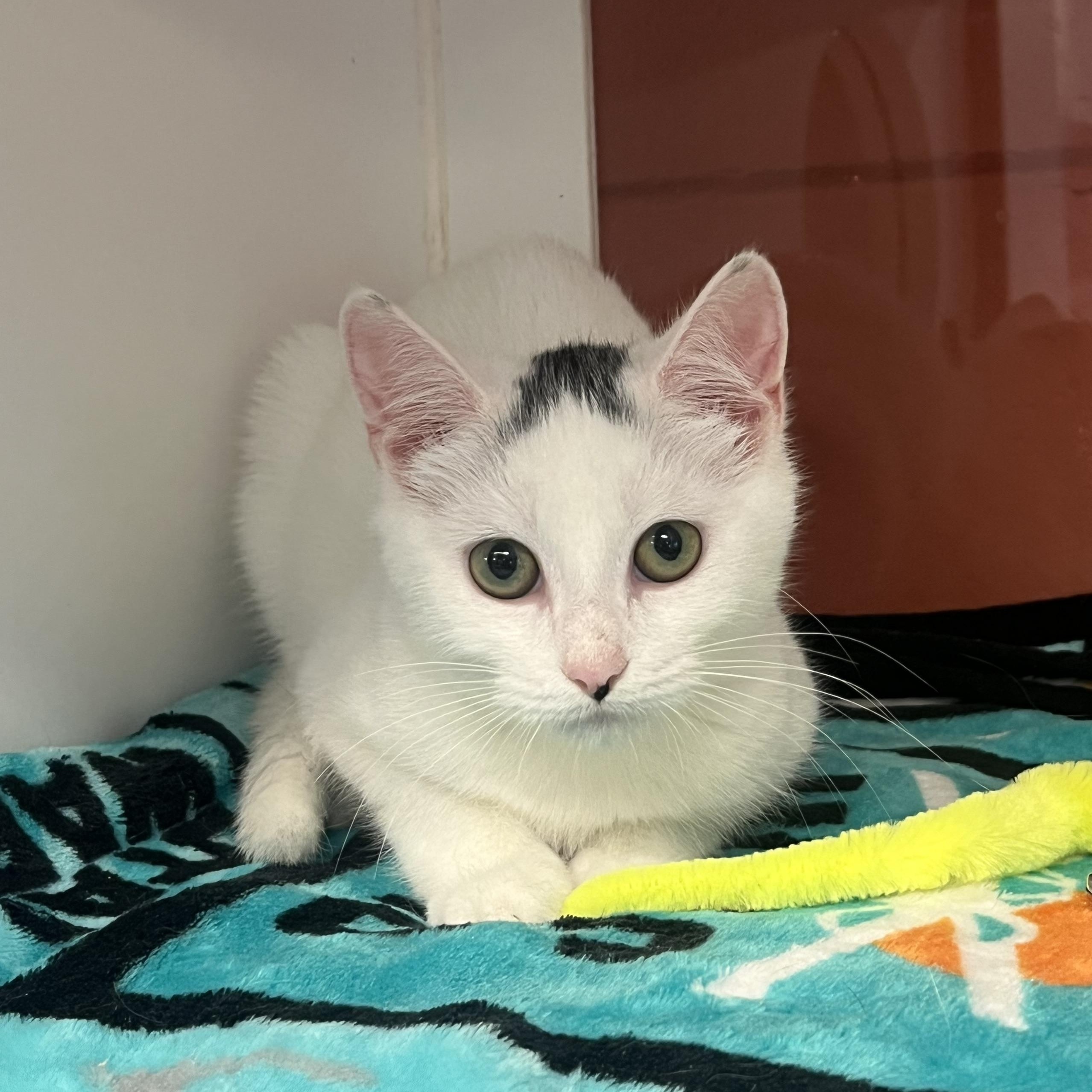 Cider Donut, adoptable, Young Female Domestic Short Hair.