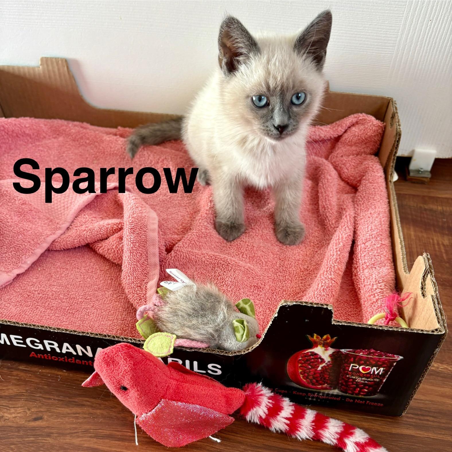 Sparrow, adopted, Kitten Male Siamese.