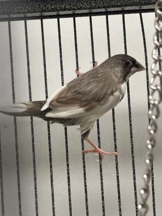 Paul, Adoptable, Young Unknown Finch & Finch.
