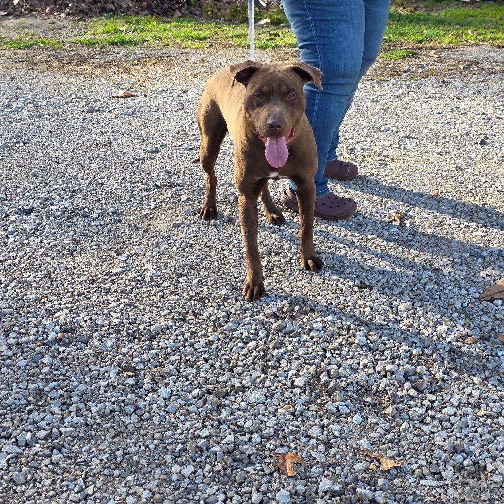 Enlarge Sprite, a Adoptable mixed breed in Clanton, AL image 1/3