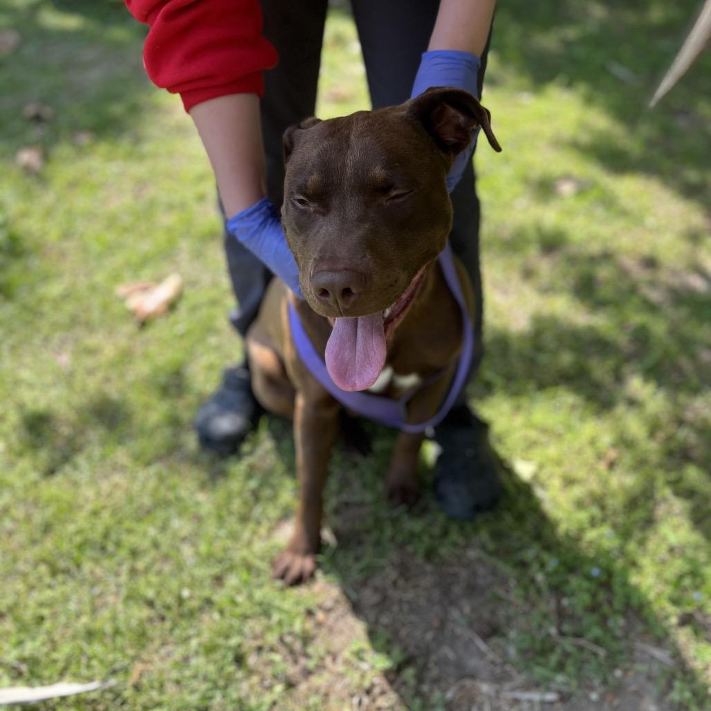 Enlarge Sprite, a Adoptable mixed breed in Clanton, AL image 2/3