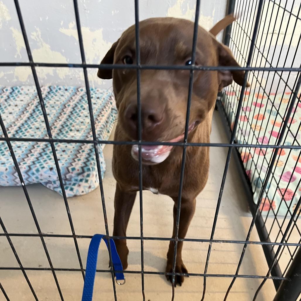 Enlarge Sprite, a Adoptable mixed breed in Clanton, AL image 3/3