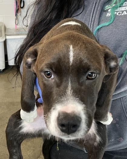 Maeve , Adoptable, Puppy Female Pit Bull Terrier & Boxer.