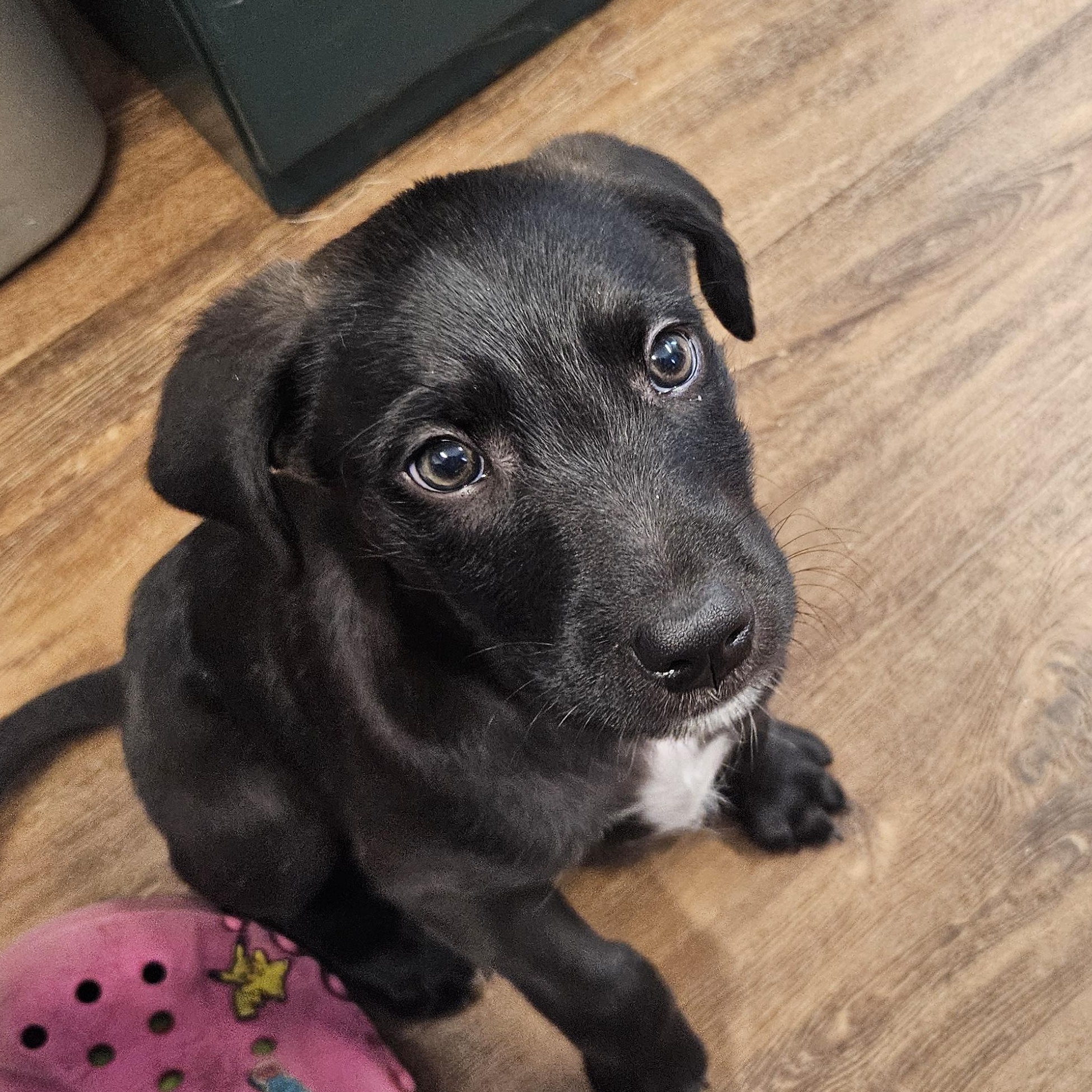 Peter, adopted, Puppy Male Terrier & Labrador Retriever.