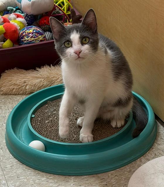 Enlarge Fozzie, a ADOPTABLE mixed breed in Orchard Park, NY image 2/2
