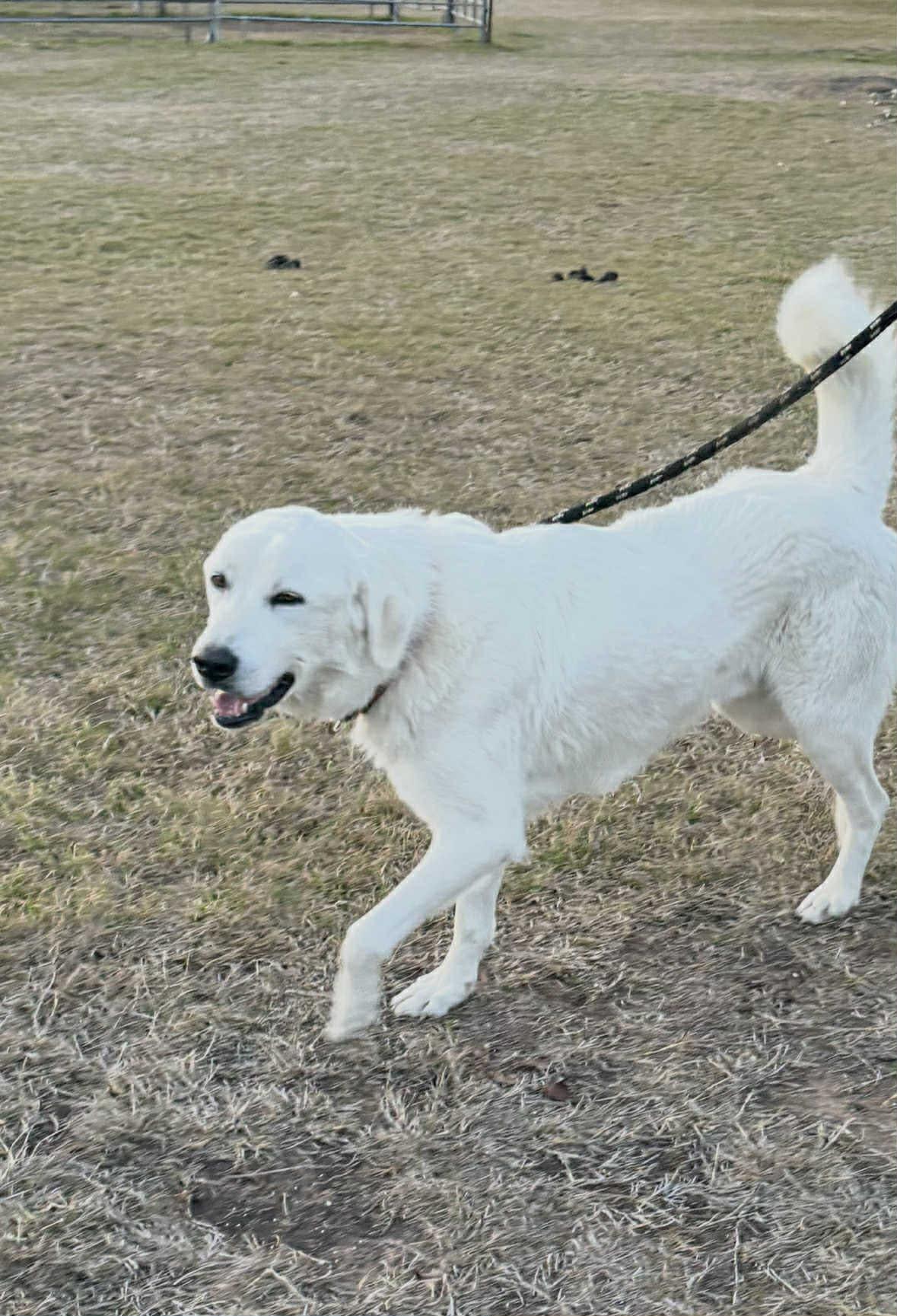 Enlarge Rex, an adopted mixed breed in Spokane, WA image 3/5