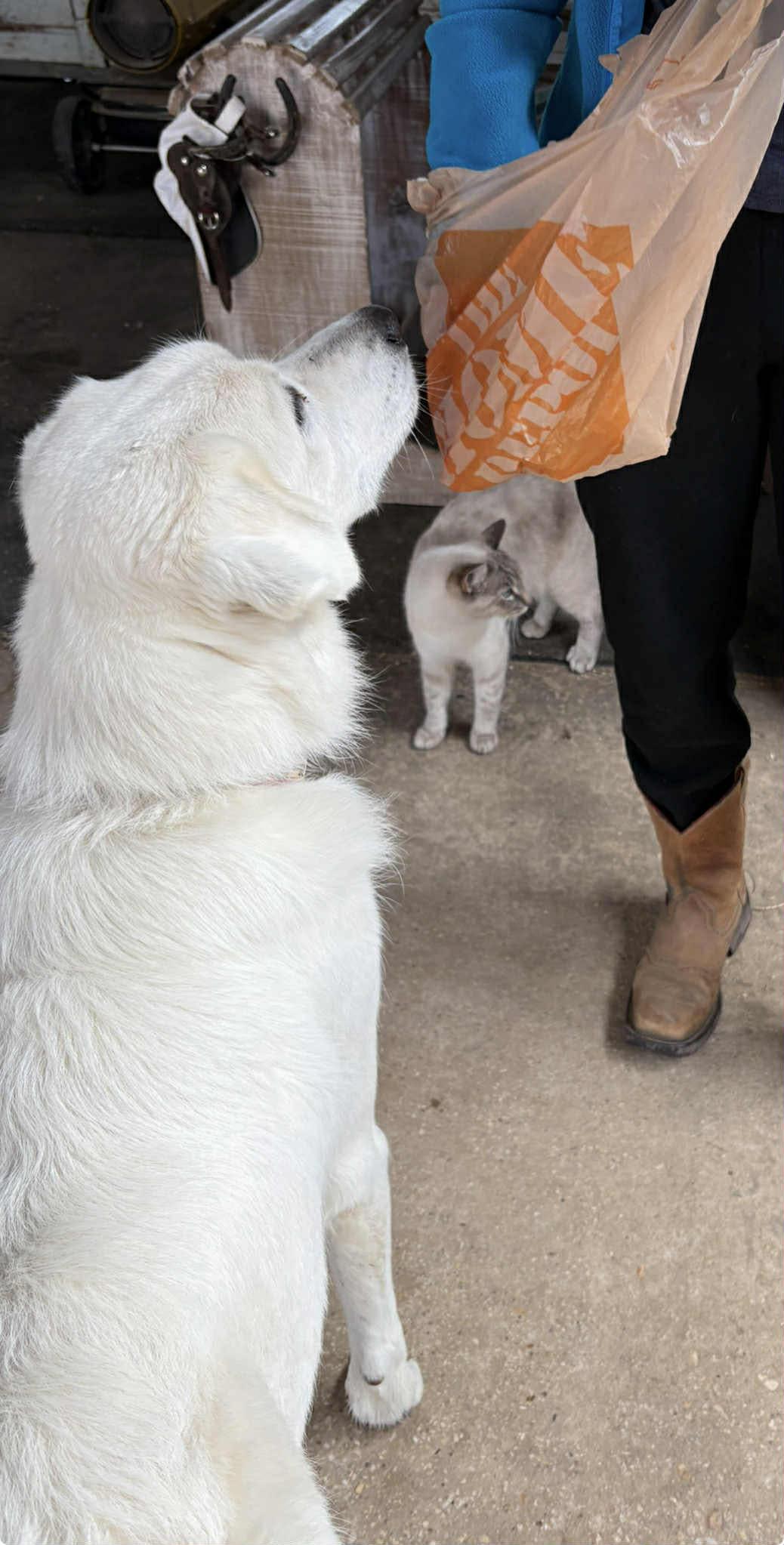 Enlarge Rex, an adopted mixed breed in Spokane, WA image 5/5