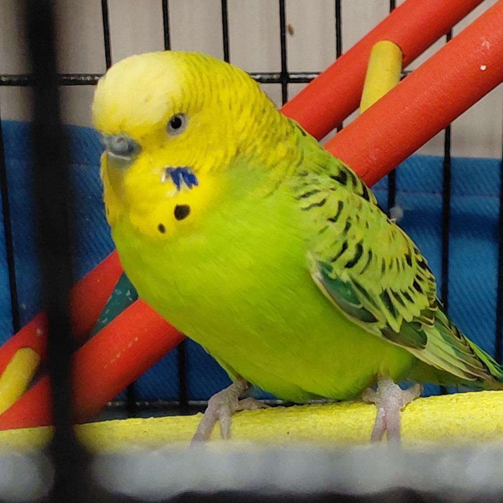 19, Adoptable, Young Male Parakeet (Other).
