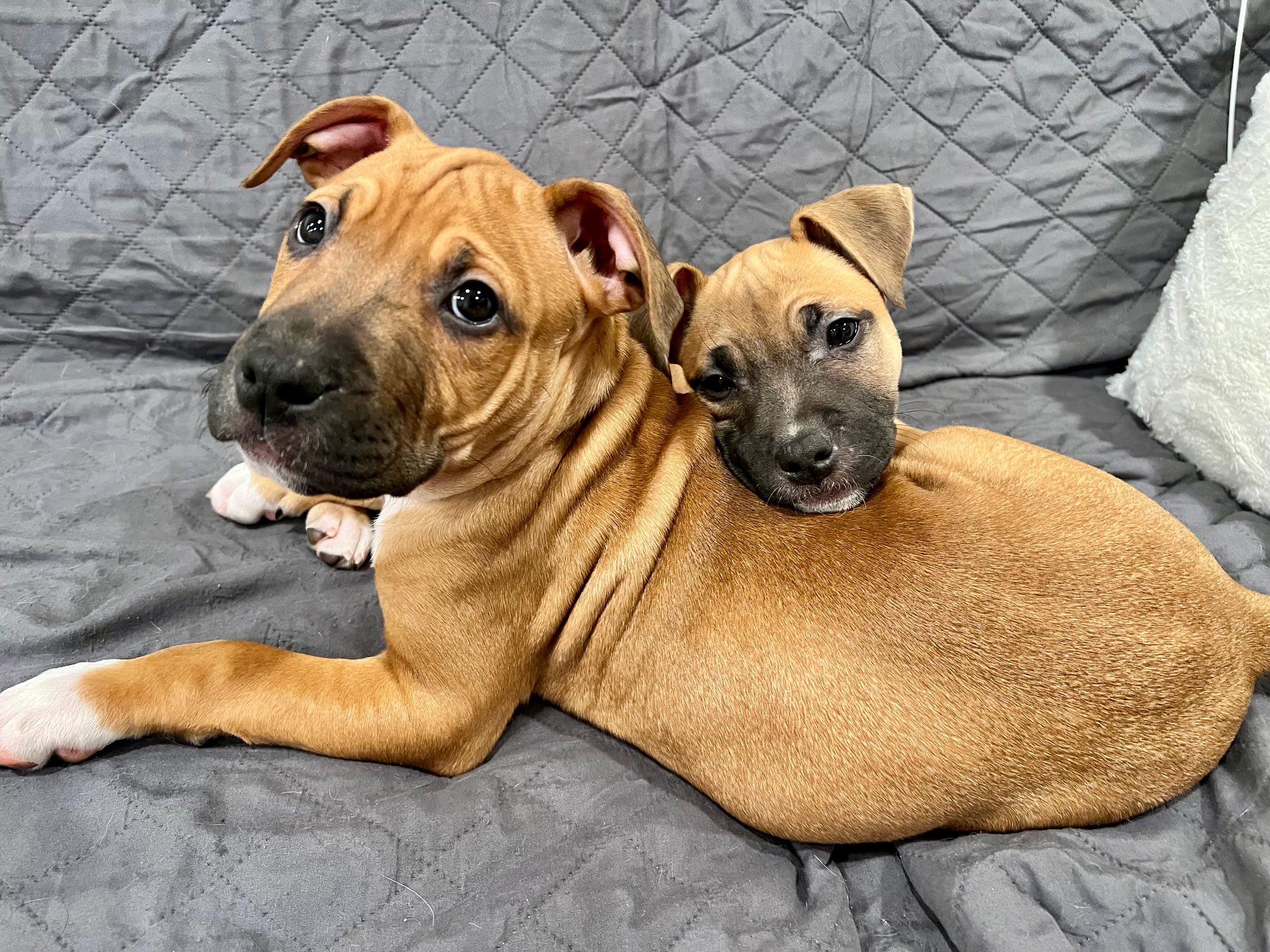 Enlarge Maple, an adopted mixed breed in Riverdale, NJ image 4/6