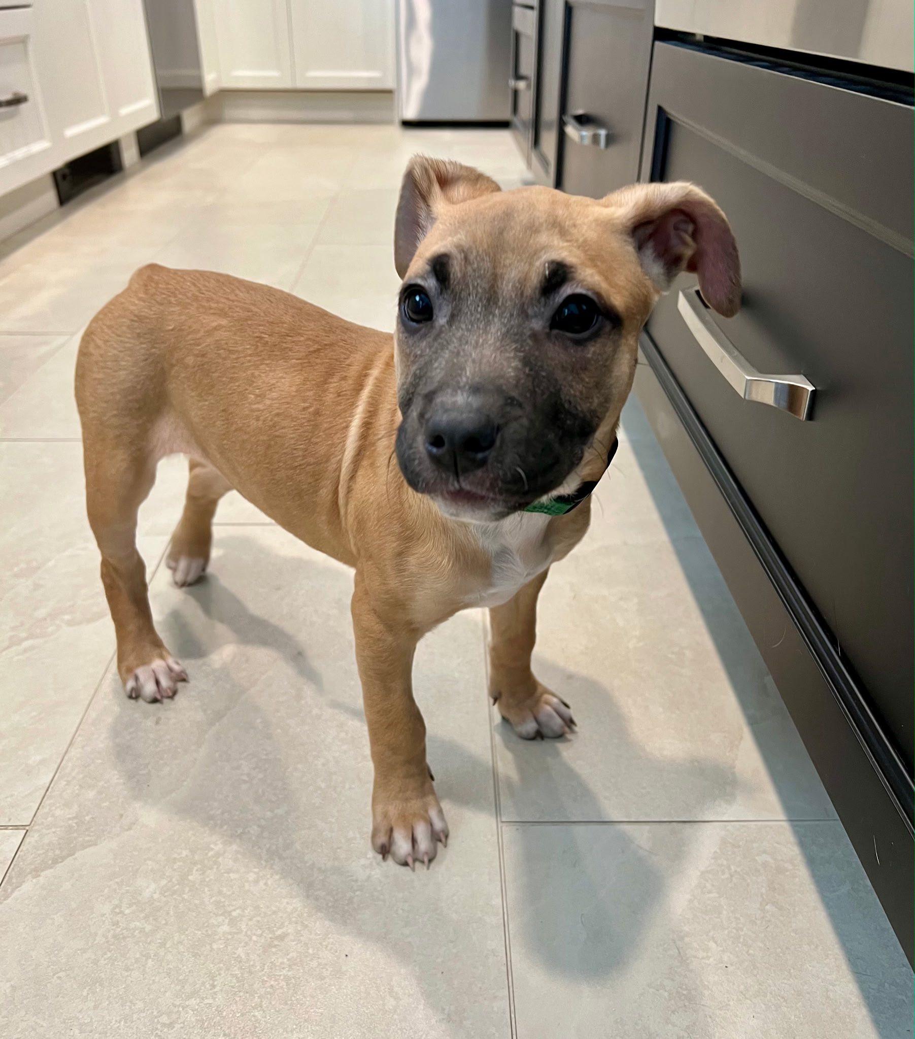 Enlarge Maple, an adopted mixed breed in Riverdale, NJ image 1/6