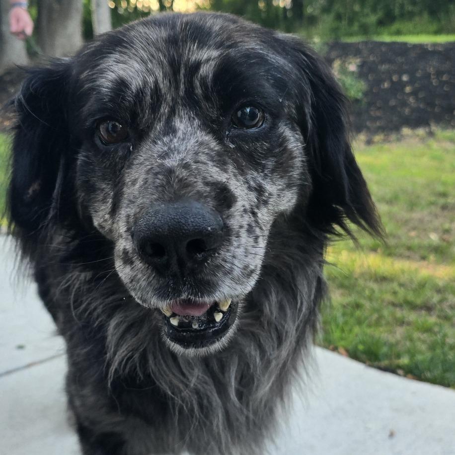 Bo* (Courtesy Listing), Adoptable, Adult Male Bernese Mountain Dog & Australian Shepherd.