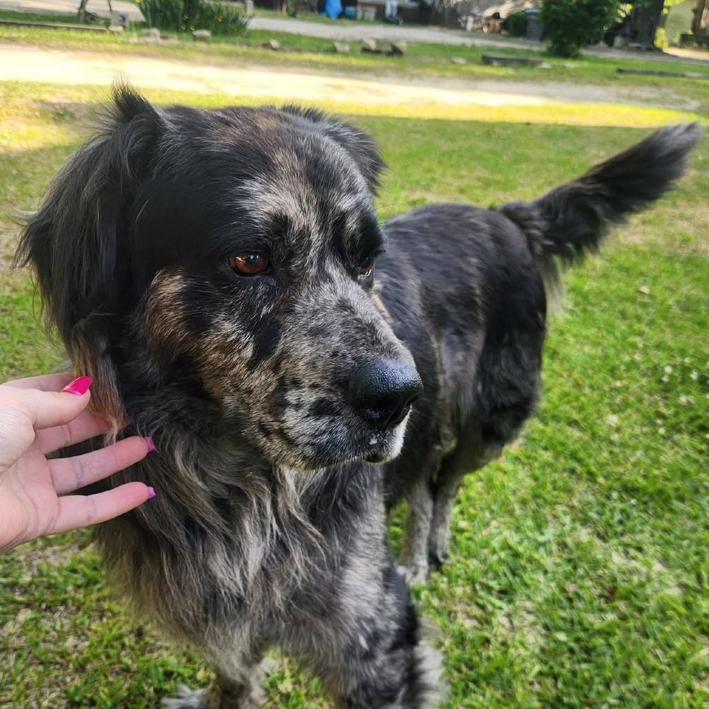 Enlarge Bo* (Courtesy Listing), a Adoptable mixed breed in Waynesville, NC image 2/2