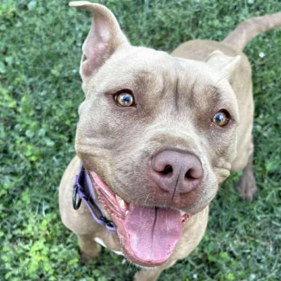 Toffee, Adoptable, Young Female Pit Bull Terrier.