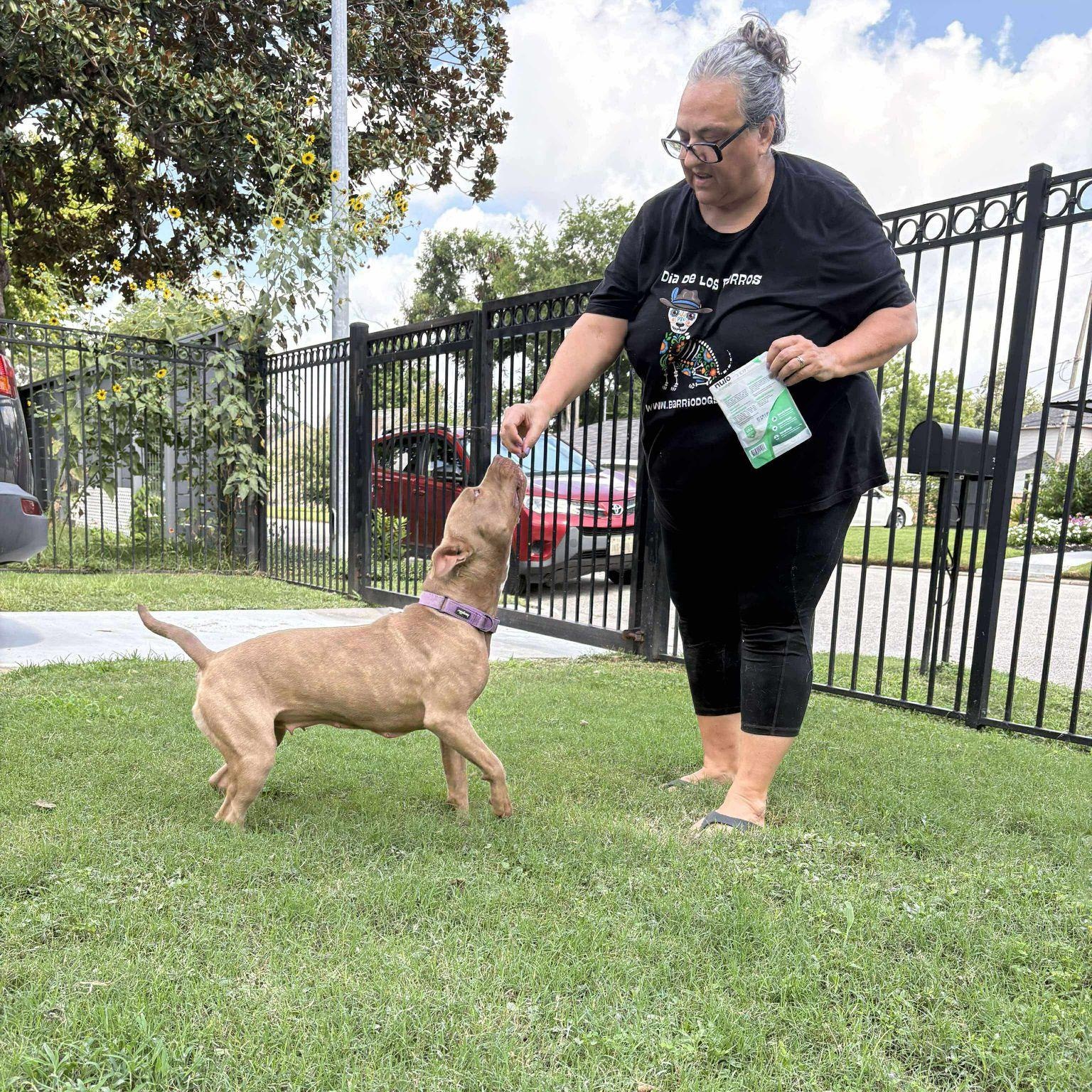 Toffee, a Adoptable mixed breed in Yonkers, NY image 3/6