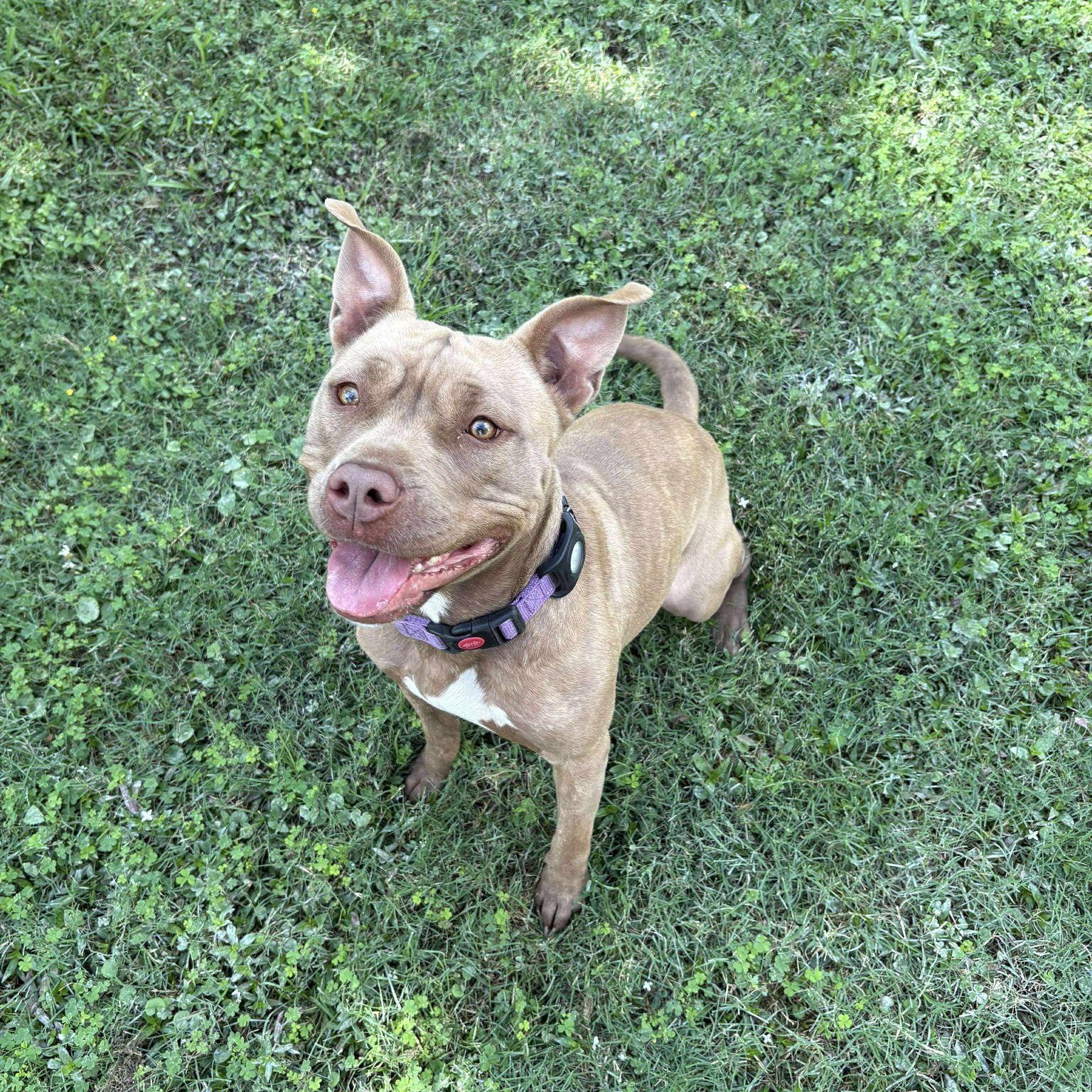 Toffee, a Adoptable mixed breed in Yonkers, NY image 4/6