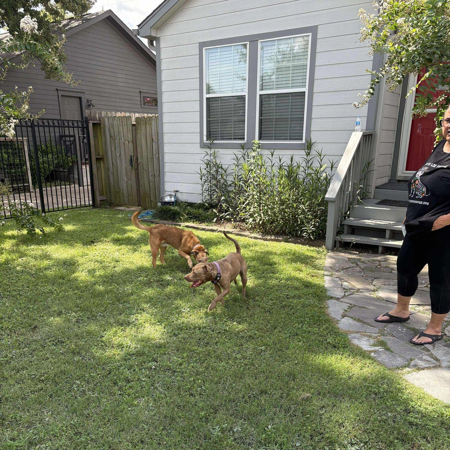 Toffee, a Adoptable mixed breed in Yonkers, NY image 6/6