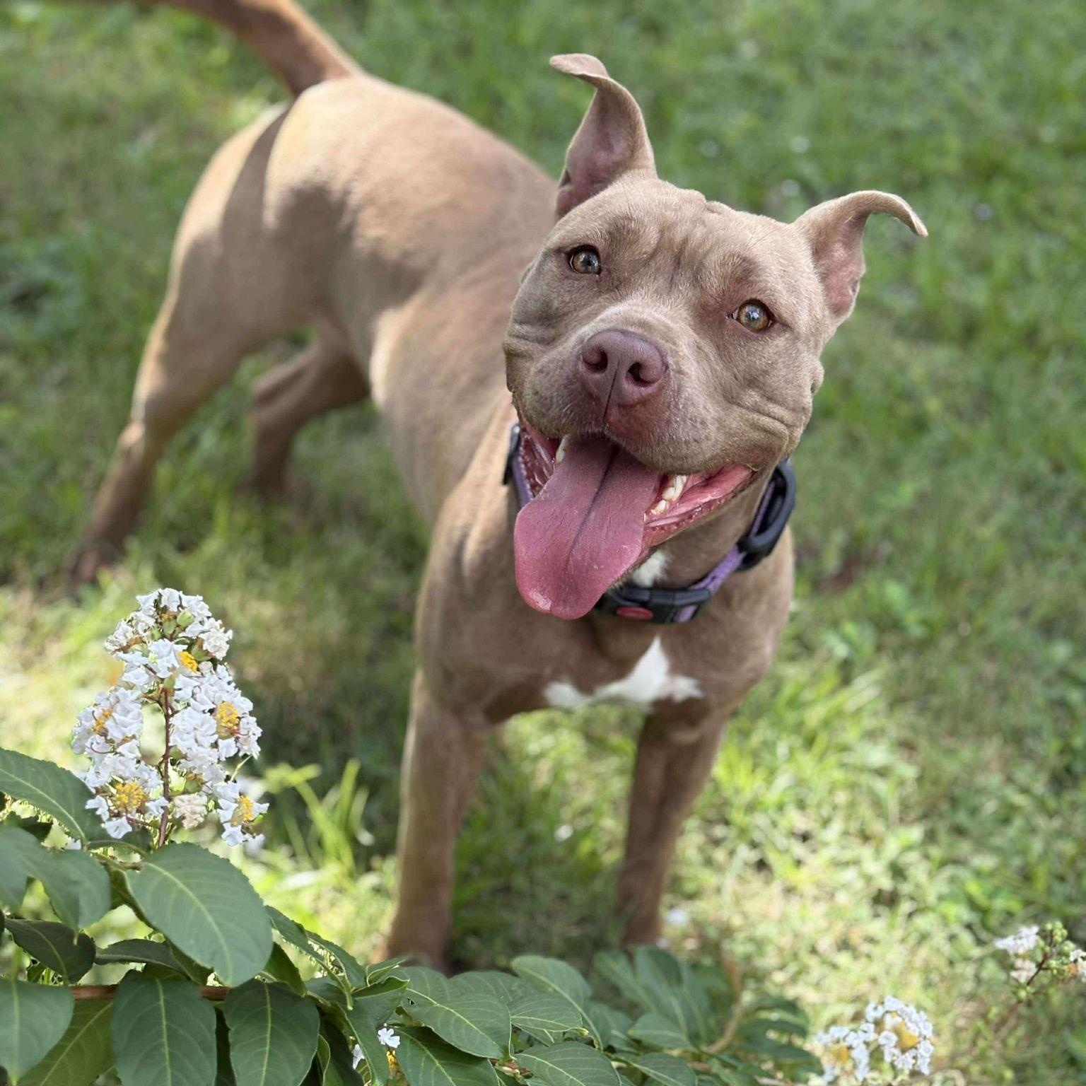 Toffee, a Adoptable mixed breed in Yonkers, NY image 2/6