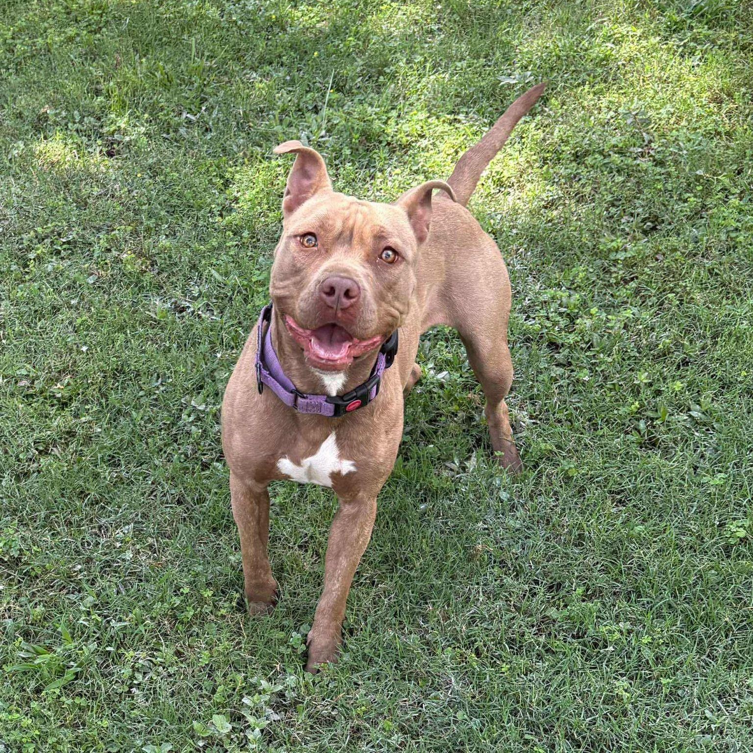 Toffee, a Adoptable mixed breed in Yonkers, NY image 5/6