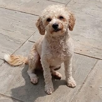 Enlarge Bentley, a Adopted mixed breed in Salisbury, MD image 1/1