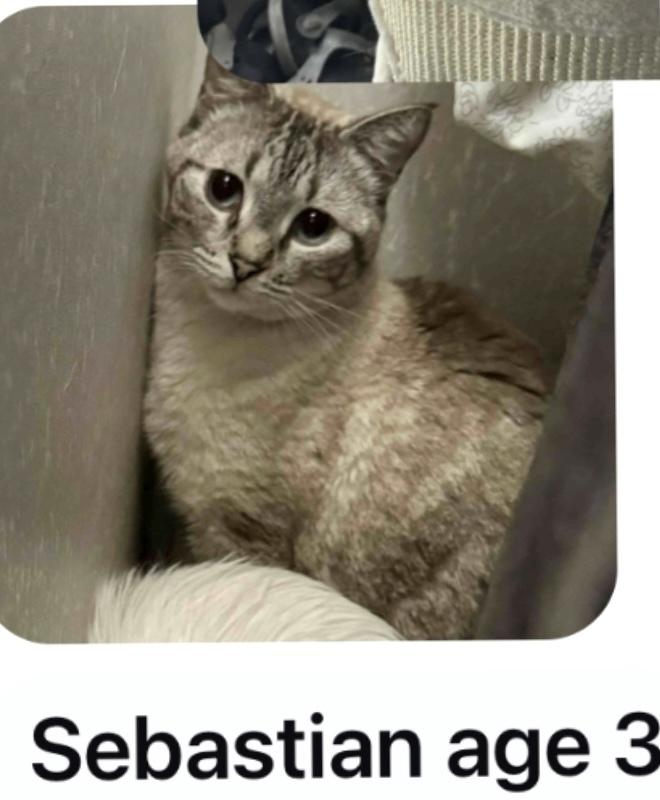 Enlarge sebastian, a Adoptable Domestic Short Hair in Bend, OR image 1/1