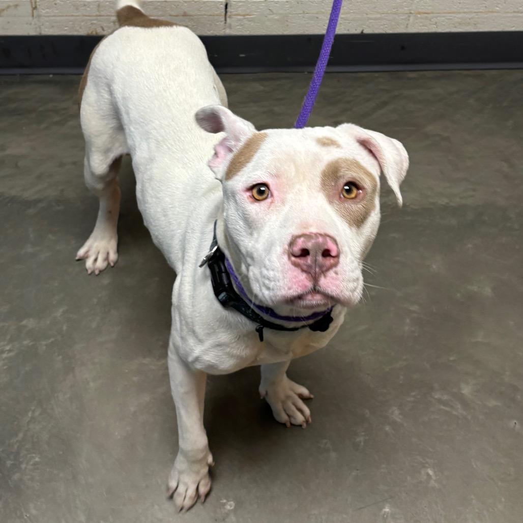 Enlarge Ponzi, a Adoptable Mixed Breed in DeKalb, IL image 1/6