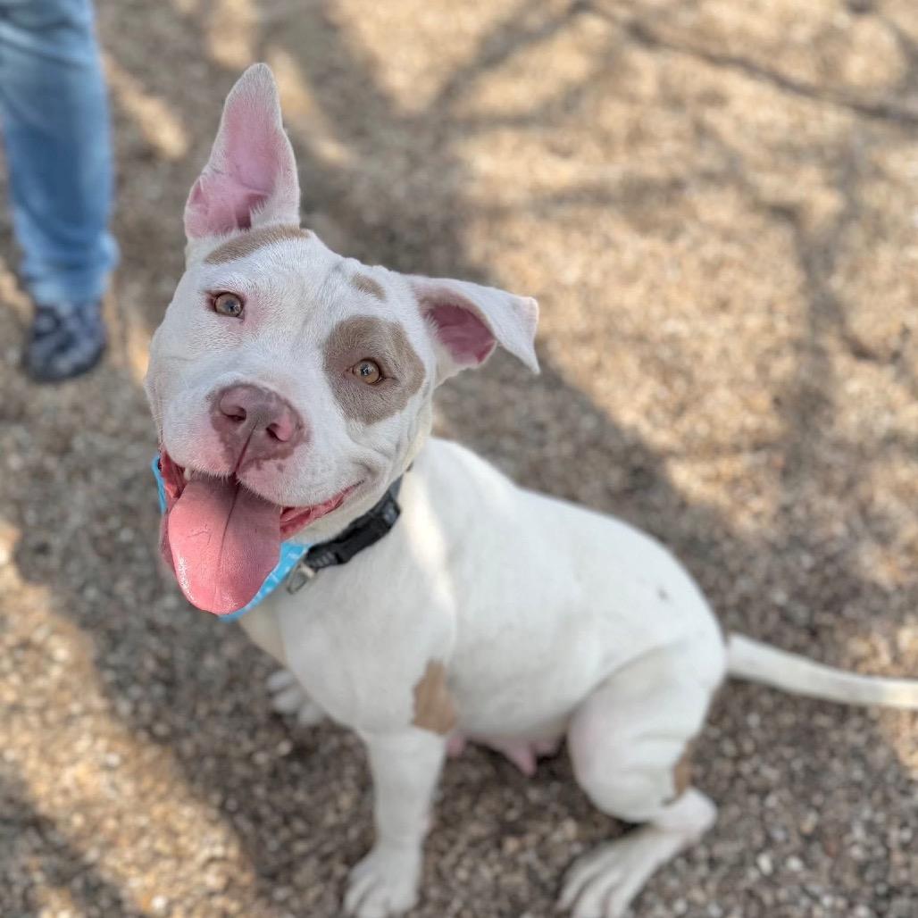 Enlarge Ponzi, a Adoptable Mixed Breed in DeKalb, IL image 2/6