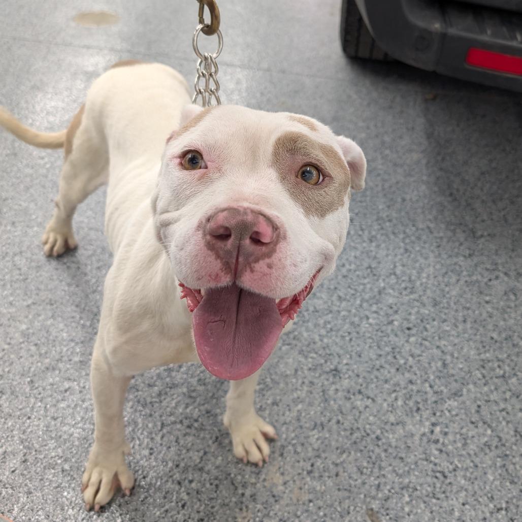 Enlarge Ponzi, a Adoptable Mixed Breed in DeKalb, IL image 3/6